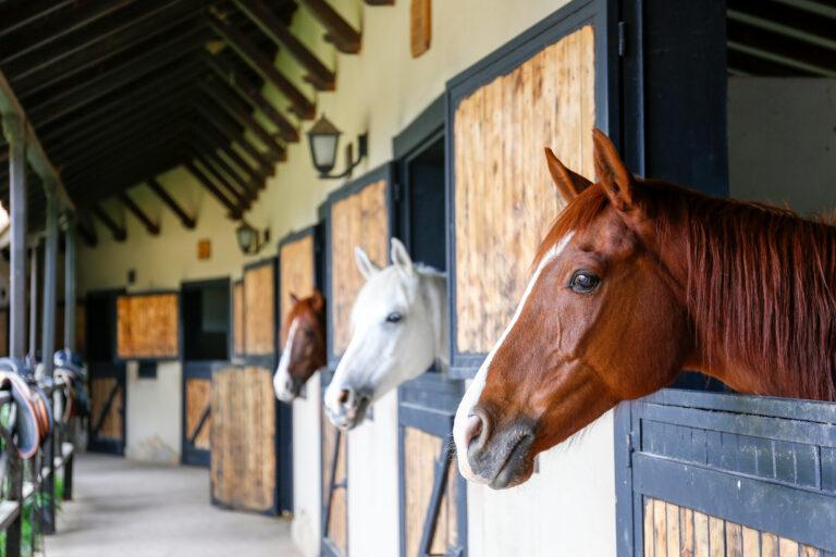 equestrian stables with water treadmill
