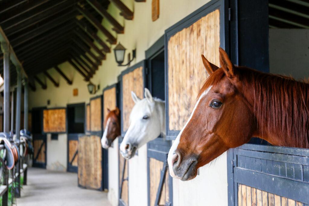 equestrian stables with horses
