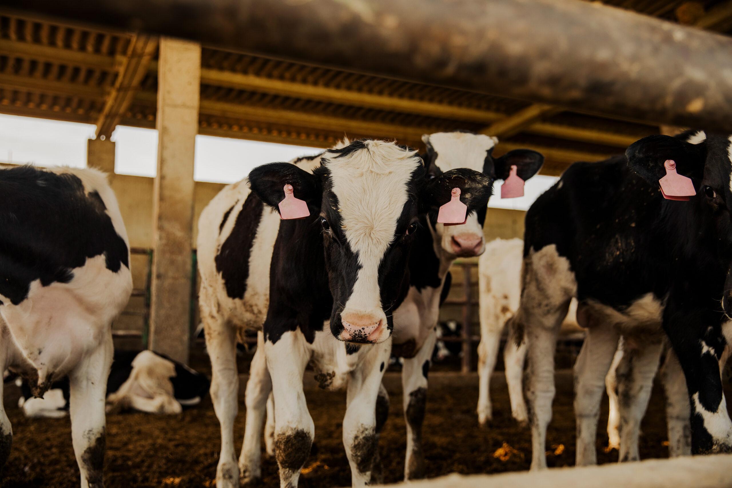 building with farming animals in